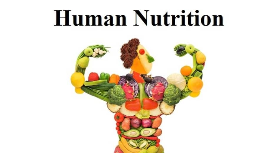 nutrition